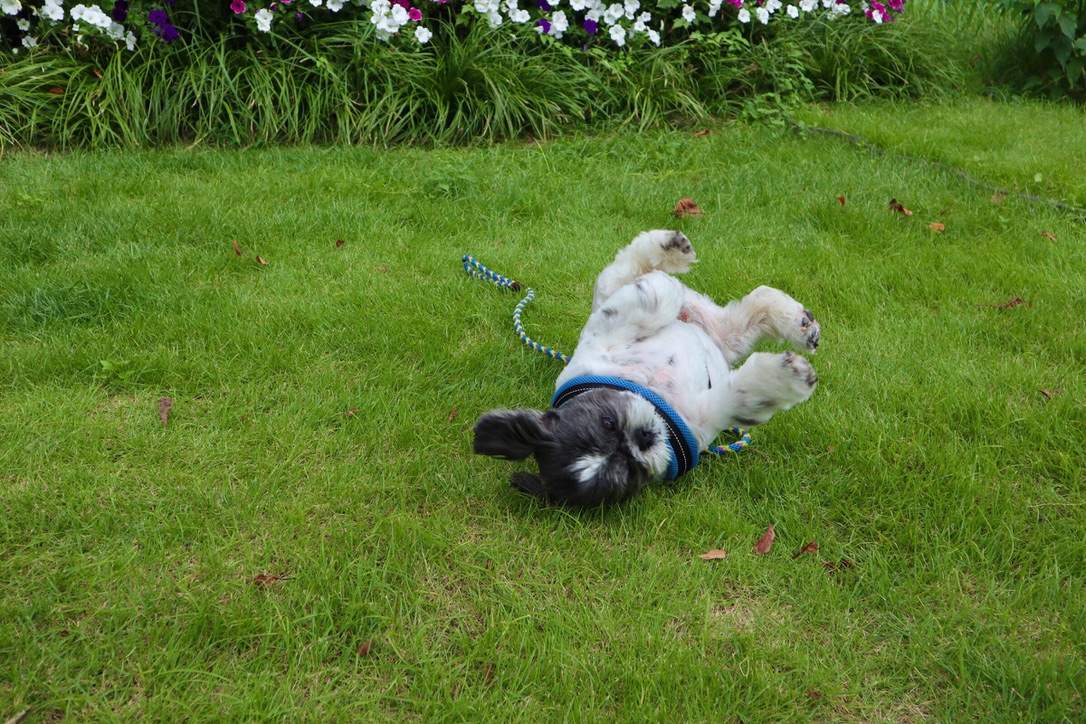 My dog Picasso